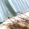 Страйп-сатин мерсеризованный аква (отрез 2.65 м) - фото 15422